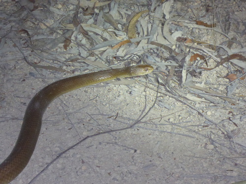 Mulga Snake sighting