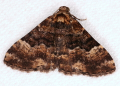 Aporoctena scierodes