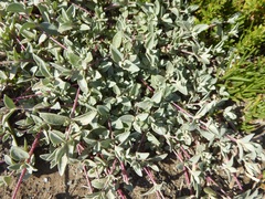 Atriplex leucophylla