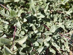 Atriplex leucophylla