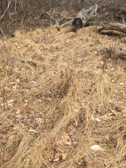 Microstegium vimineum