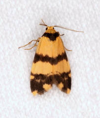 Thallarcha chrysochares