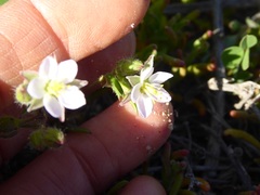 Spergularia macrotheca