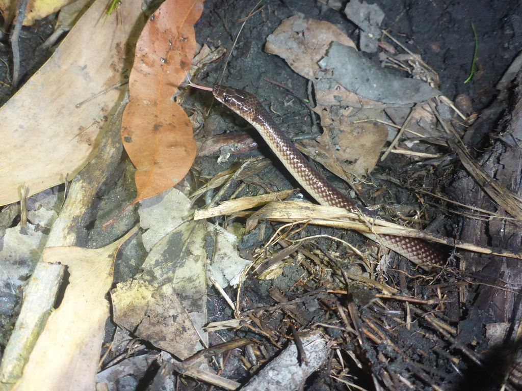 Yellow-naped Snake from Mapoon QLD 4874, Australia on June 4, 2023 at ...