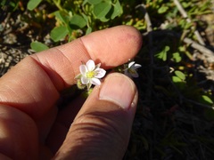 Spergularia macrotheca