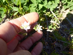 Spergularia macrotheca