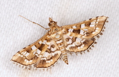 Sameodes iolealis