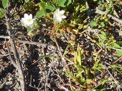 Spergularia macrotheca