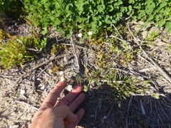 Spergularia macrotheca