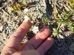 Spergularia macrotheca