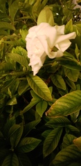 Gardenia