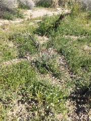 Pectocarya peninsularis