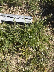 Pectocarya peninsularis