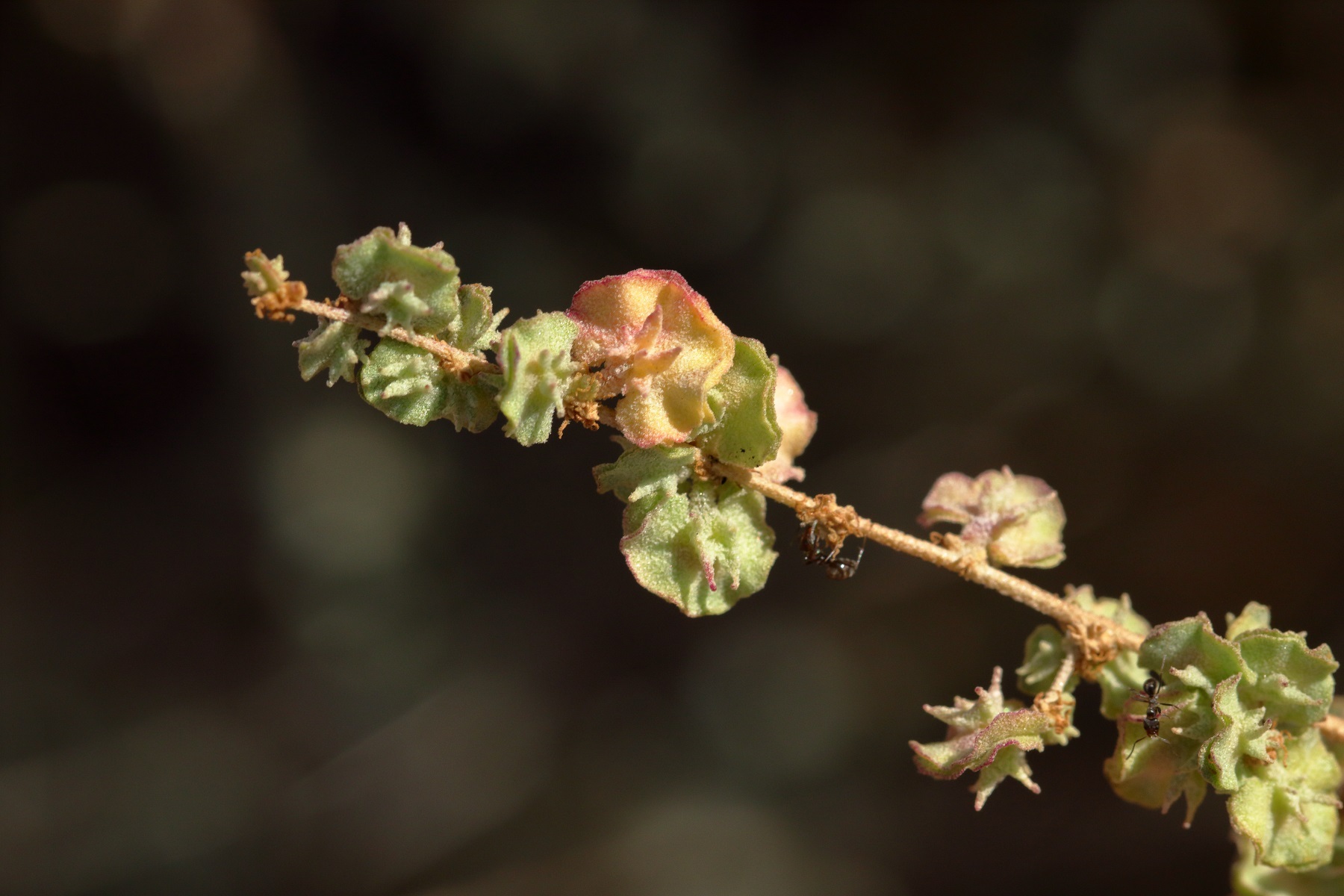 Atriplex bunburyana
