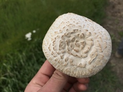 Agaricus braendlei