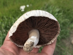 Agaricus braendlei