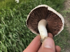 Agaricus braendlei