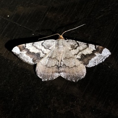 Macaria distribuaria