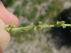 Pectocarya peninsularis