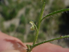 Pectocarya peninsularis