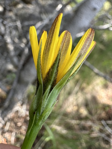 nodding microseris (Microseris nutans)