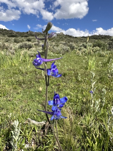 Slim Larkspur (Delphinium depauperatum)