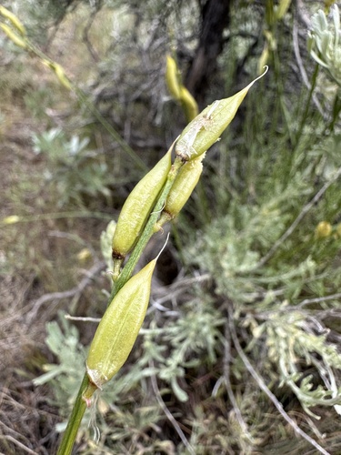 Image of Astragalus conjunctus by (c) Matt Berger, some rights reserved (CC BY)