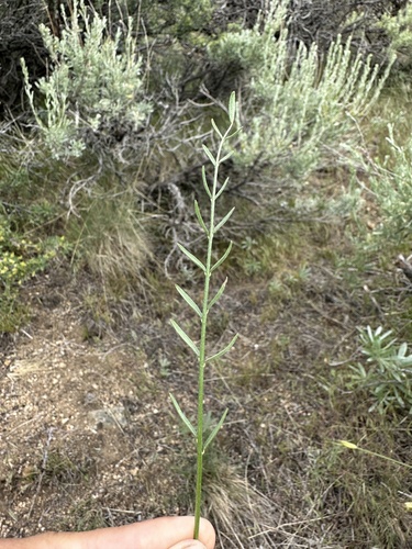 Image of Astragalus conjunctus by (c) Matt Berger, some rights reserved (CC BY)