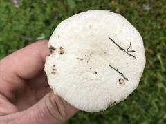 Agaricus braendlei