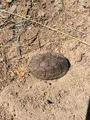 Kinosternon sonoriense