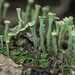 Trumpet Lichen - Photo (c) Ward Strong, some rights reserved (CC BY-NC), uploaded by Ward Strong