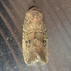 Elaphria fuscimacula