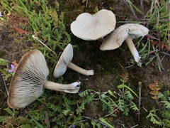 Melanoleuca longisterigma