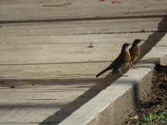 Turdus rufopalliatus