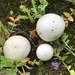 True Puffballs - Photo (c) Christian Schwarz, some rights reserved (CC BY-NC), uploaded by Christian Schwarz
