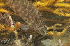 Hypoplectrodes jamesoni