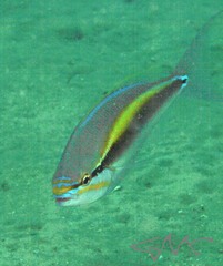 Pentapodus paradiseus