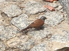 Emberiza sahari