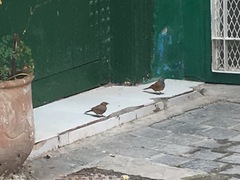 Emberiza sahari