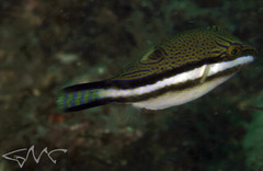 Canthigaster callisterna