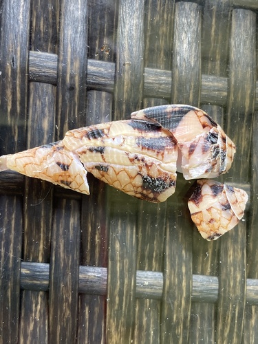 Conus retifer, 2023-09-17