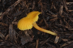 Hygrocybe parvula