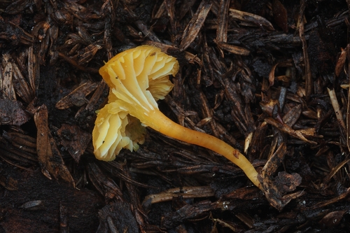Hygrocybe parvula (Photo 2 of 4)