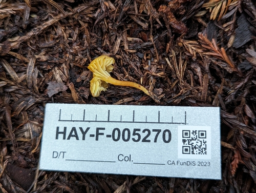Hygrocybe parvula (Photo 3 of 4)