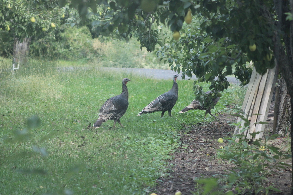 Wild Turkey from Mission Creek Rd, Cashmere, WA, US on September 20 ...
