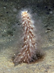 Veretillidae