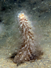 Veretillidae