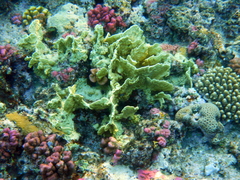 Millepora platyphylla