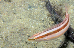 Suezichthys gracilis