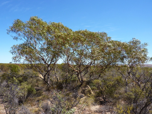 Eucalyptus leprophloia